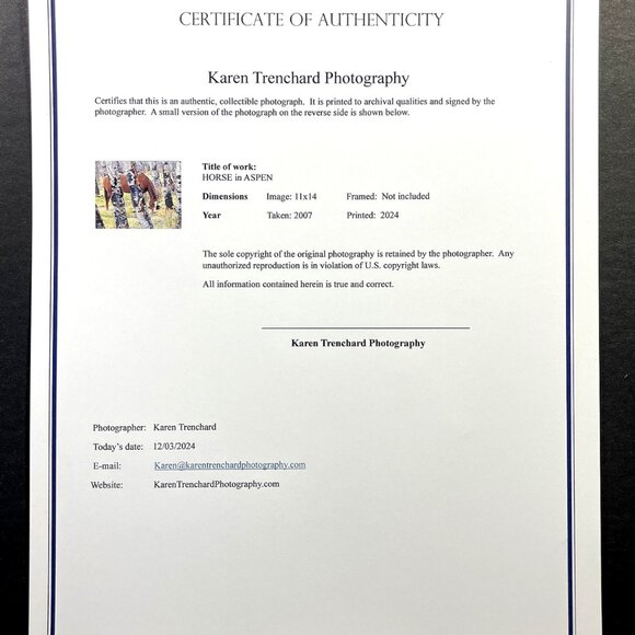 Fine Art HORSE in ASPEN Original Photography 11 x 14 Print Signed with COA - Picture 2 of 2